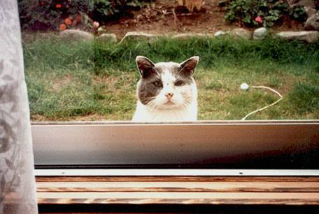 野良猫ニャジラ